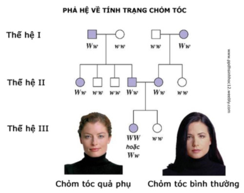 Phương pháp giải bài tập xác suất Di truyền học người