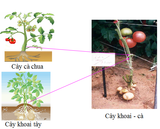 Cách tạo đề thi trắc nghiệm môn Sinh lớp 11 học kỳ I